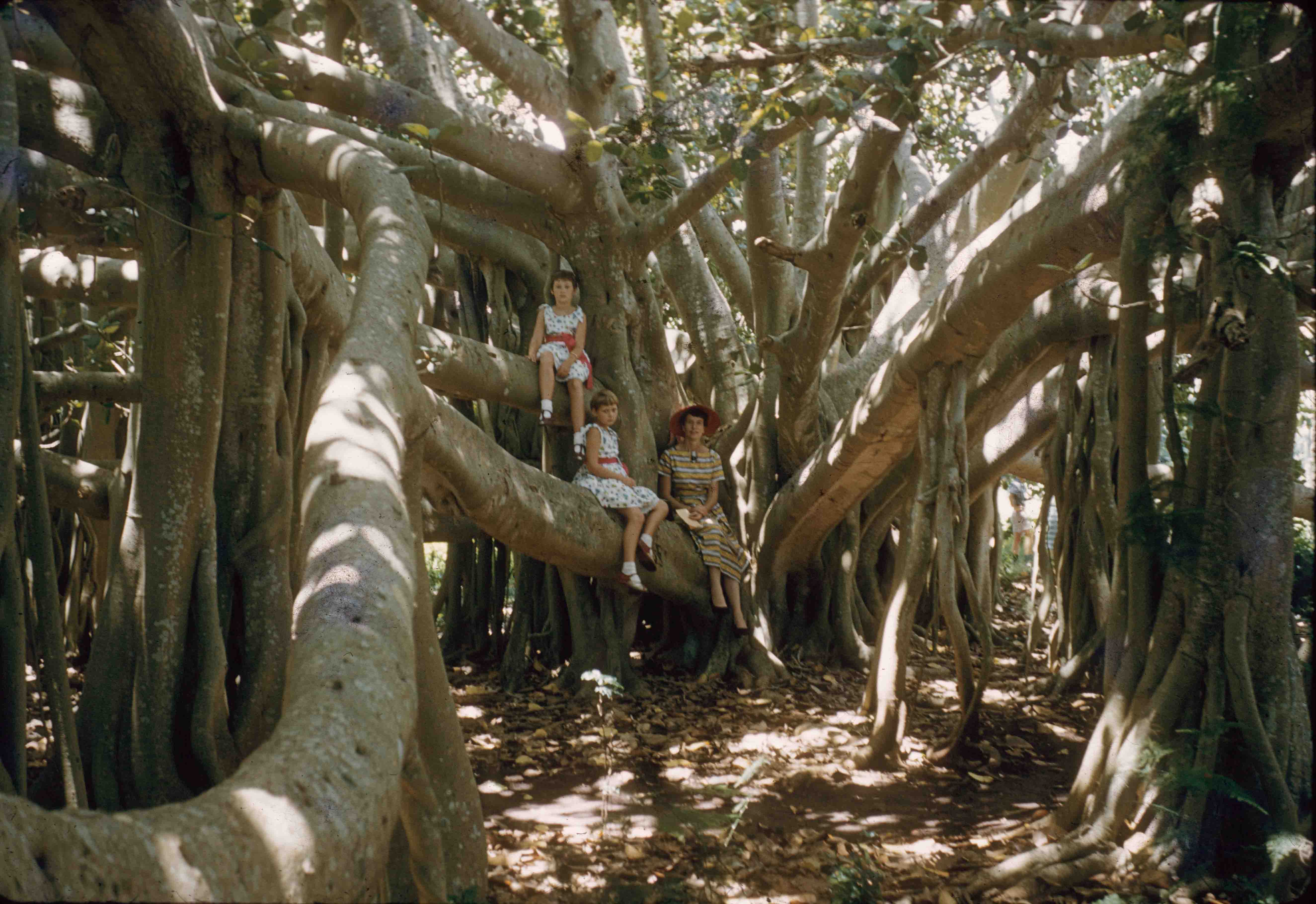 Banyan tree, Ormiston, 1959 | Queensland Historical Atlas