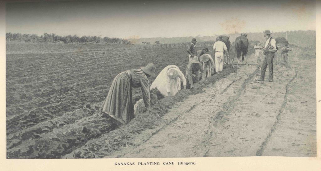 south-sea-islanders-planting-cane-bingera-1897-queensland