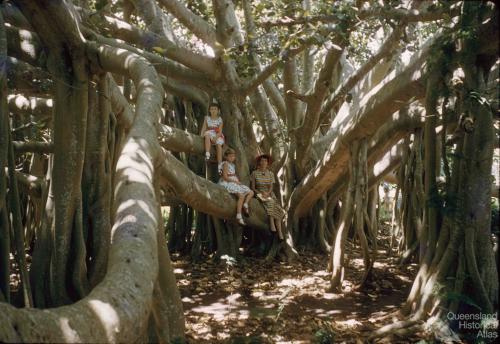 Banyan tree, Ormiston, 1959