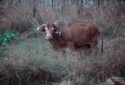 Brahman cattle, introduced in 1933 to northern Australia, Lakefield National Park, 1982