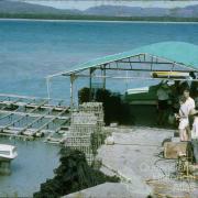 Pearling industry Torres Strait, 1965-66