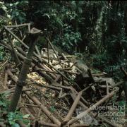 Remains of the 1937 Stinson airplane crash, Lamington National Park, 1978