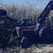 Mechanical harvest of sugar-cane, Kingaroy Shire, 1956