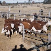 Breeders, Kemsdale Cattle Station (17,000 acres), near Jandowae, 1956