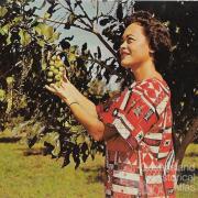 Promotional postcard for the macadamia, Hawaii