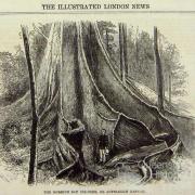 The Moreton Bay Fig Tree, 1869
