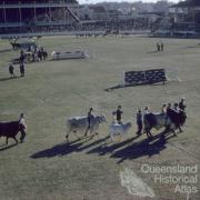 Cattle parade, Royal Brisbane Exhibition, Brisbane Exhibition Grounds, Bowen Hills, 1959