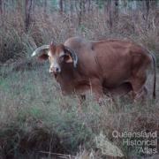 Brahman cattle, introduced in 1933 to northern Australia, Lakefield National Park, 1982