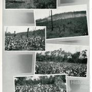Assistance to cotton growers, Upper Burnett and Callide Valley, 1937