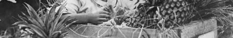 Girl sitting in a crate of Queensland pineapples, 1924