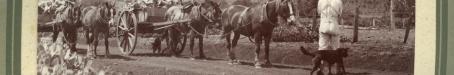 Carting prickly pear near Kingsthorpe, 1920s