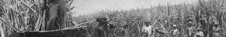 South Sea Islanders, loading sugar cane, c1890