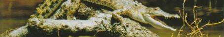 Crocodile sunbaking on the Daintree River