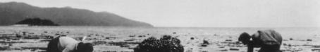 Fossicking at low tide was one of the main activities for early holiday makers, c1932