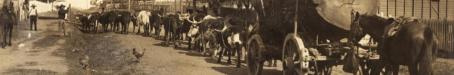 Bullock team hauling timber at Lowood, c1890s