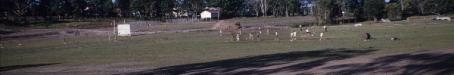 Sports oval under construction, Southport, c1960