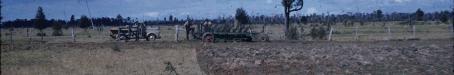 Land clearing, Kingaroy Shire, 1955