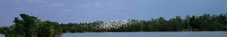 Edward River Mission (now Pormpuraaw) crocodile farm, 1990