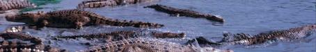 Edward River Mission (now Pormpuraaw) crocodile farm, 1990