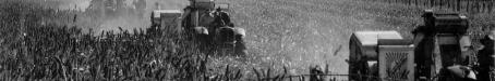 Harvesting the first sorghum crop on Peak Downs, June 1949