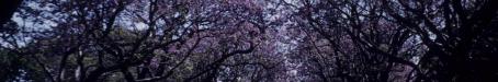 Jacaranda trees in flower, New Farm Park, 1958