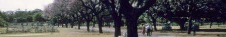 Jacaranda trees in flower, New Farm Park, 1958