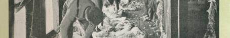 Shearing sheep at Jimbour Homestead, 1912