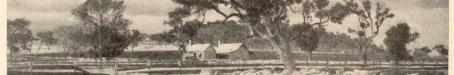 Ewes and lambs, Glengallan Homestead, Warwick, 1937