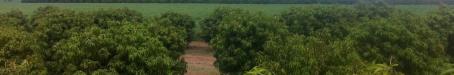 Mango plantation