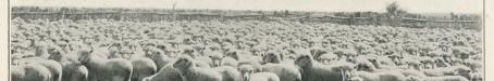 Sheep on Oondooroo Station, near Winton, 1915