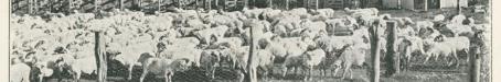 Shorn sheep at Jondaryan Woolshed, Darling Downs, 1915