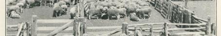 Dehorning rams on Biddenham Station, Charleville, 1915