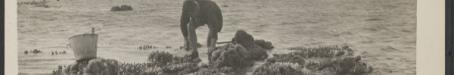 Collecting at Undine Reef, Low Isles, 1928